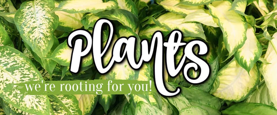 Flower Delivery to Cary by Blossom Shop